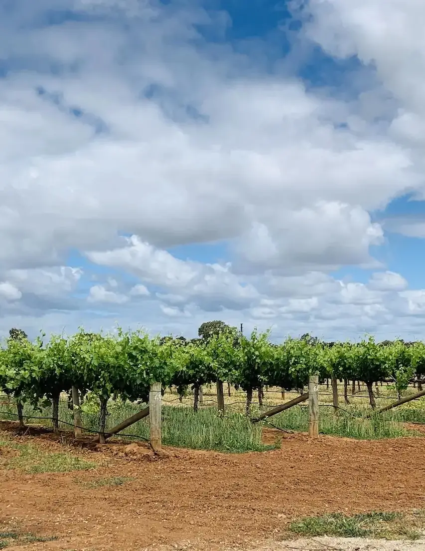 Scenic image representing the Northgate Estate Wines website